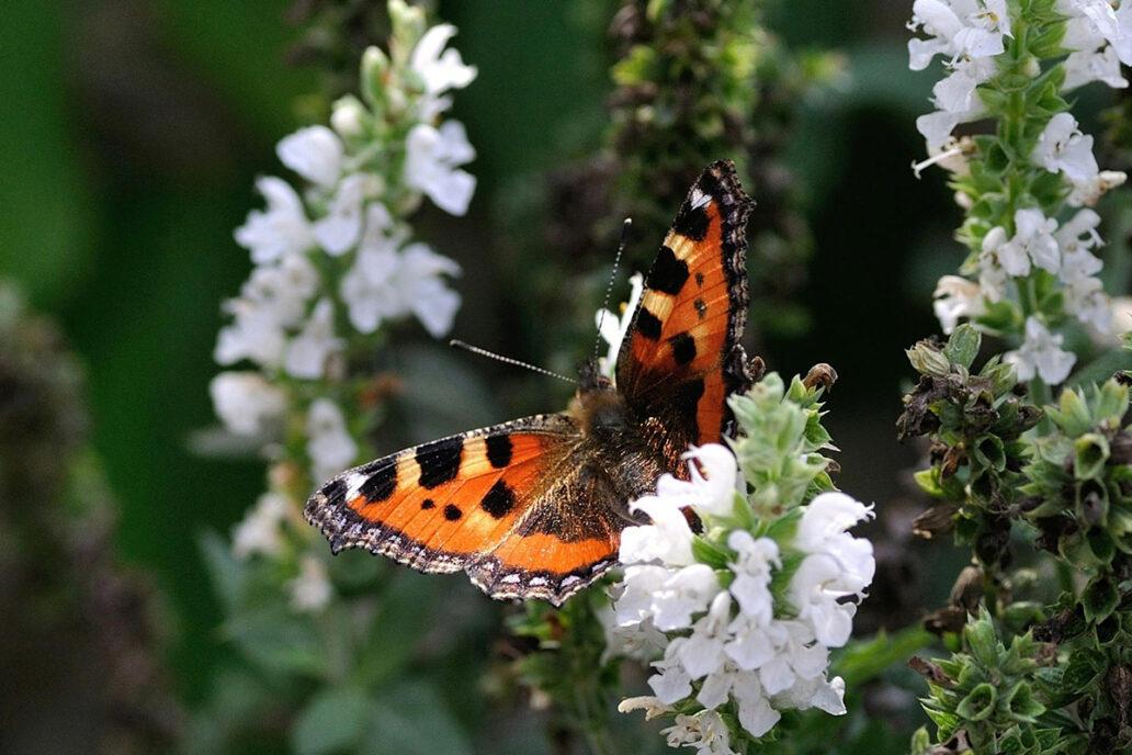 Summer flowers and a butterfly